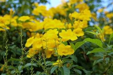 bright yellow flowers on a tropical tree