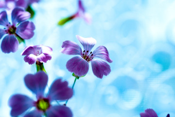 Daisy flower against blue sky,Shallow Dof. spring flowers