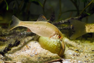 European bitterling, Rhodeus amarus, beautiful ornamental adult male fish show spawning behaviour...