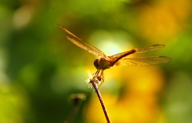 dragonfly on leaf