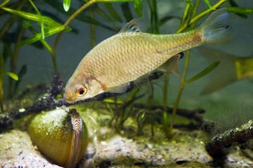 European bitterling, Rhodeus amarus, beautiful adult male fish demonstrates spawning behaviour near...