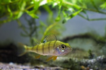 European perch, coldwater predator fish, Perca fluviatilis, inspects nature moderate river biotope aquarium, shallow depth of field