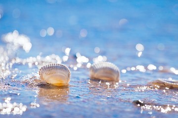 Obraz na płótnie Canvas empty transparent seashells in a warm wave of Black Sea beach in deep blue clear sky on a sunny summer morning backlight, bright bokeh