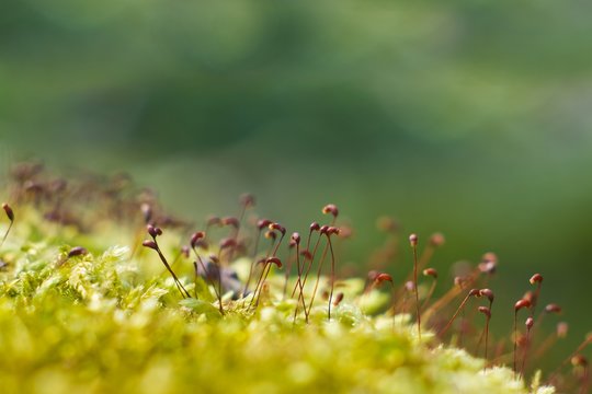 moss sporophytes cover in the spring sun, natural background texture, shallow depth of field, bright tender bokeh