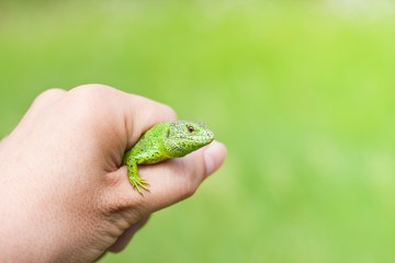 green sand lizard in a hand on bright green free space background, male in mating season colouring, summer meadow