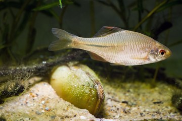 European bitterling, Rhodeus amarus, beautiful ornamental adult male fish in spawning coloration swims near a bivalve mollusc in a coldwater temperate freshwater biotope aquarium