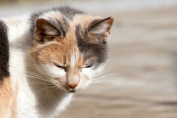 Adult cat with light fur against the background of nature