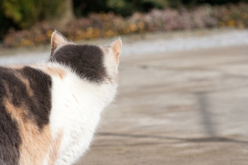 Adult cat with light fur against the background of nature