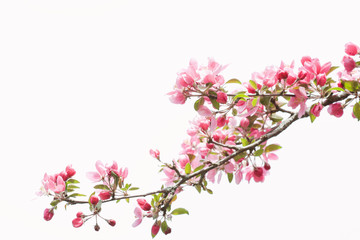 A curving single bough of pink apple blossoms sweeping from right to left against an almost white sky in spring