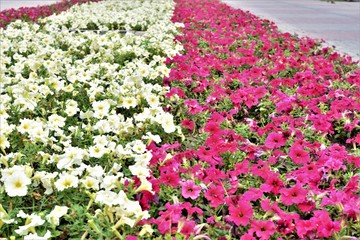 Fototapeta premium Red and White Petunia
