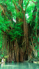 mujer sentada junto a un árbol gigante