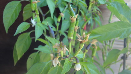 Fototapeta premium flowering pepper