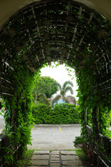 tunnel of plants
