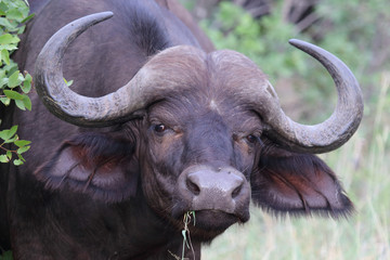 Kaffernbüffel / Buffalo / Syncerus caffer