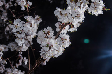 Branch with apricot flowers on a dark background