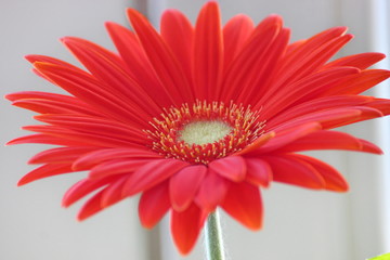 gerber daisy. orange or red flower gerberas in a flowerpot on the window. home plants,...