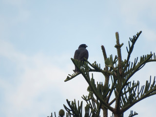 broad-winged hawk