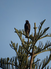 broad-winged hawk