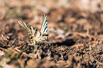 Papillon Machaon - Papilio machaon