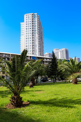 Obraz premium Pygmy date palm trees (Phoenix roebelenii) in city park in Batumi, Georgia