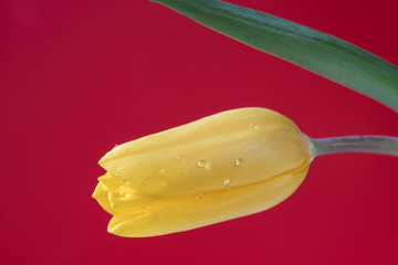 Naklejka na ściany i meble close up yellow tulip with water drops, against red background