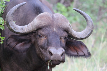 Kaffernbüffel / Buffalo / Syncerus caffer