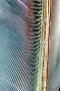 Macro Close Up Of Colourful Feather on Black Background