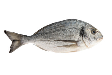 Fish isolated on the white background