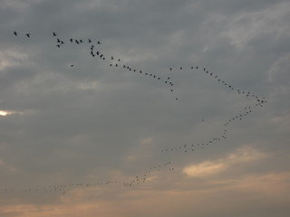 autumn migration of birds