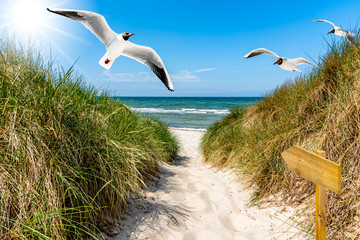 Fototapeta premium Möwen am Weg zum Strand