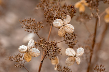 Вried flowers on brown background