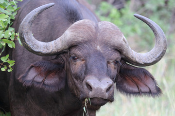 Naklejka premium Kaffernbüffel / Buffalo / Syncerus caffer