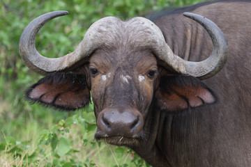 Kaffernbüffel / Buffalo / Syncerus caffer