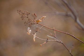 Вried flowers on brown background