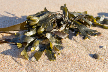Green seaweed on sand closeup. Fresh wrack macro. Wild sea nature. Sea life. Wild ocean plant on...