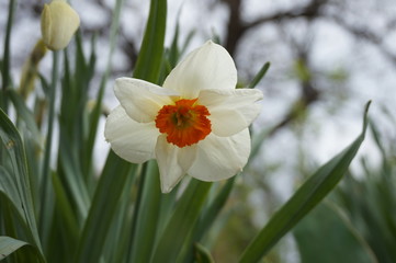 Blooming spring daffodil flower. Europe.