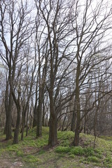 Spring Forest. Trees without leaves and green grass.