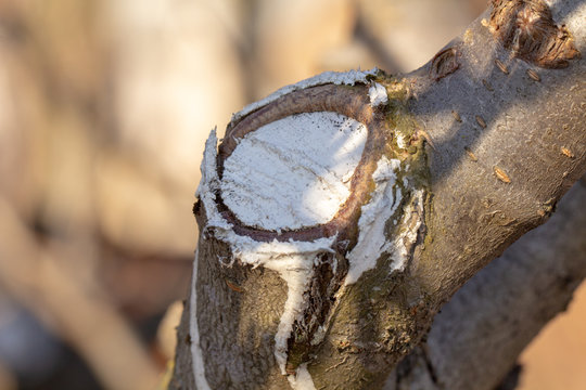 The process of healing a wound on a fruit tree