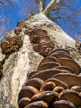 Germany, Bavarian Forest, Tree trunk with bracket fungus, low angle view