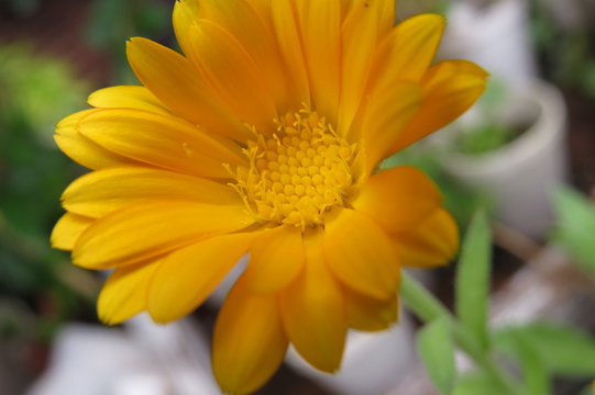 calendula