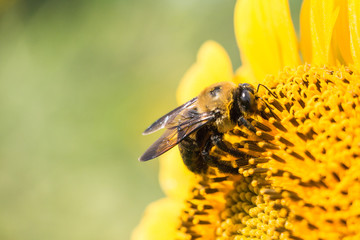 Bee on Sunflower