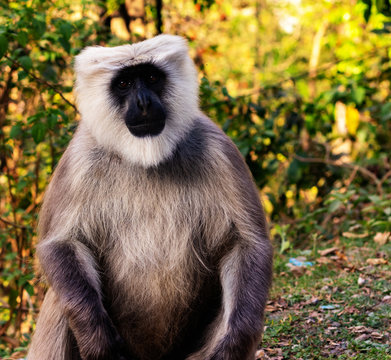 Image of a monkey in Rishikesh, India. 