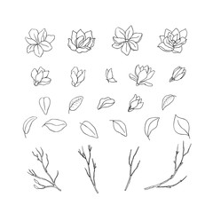Floral hand drawn design elements. Line art isolated on the white background. © vectorgirl