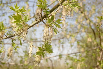 sycamore blossom in spring        