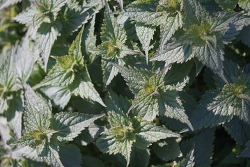 close-up of young green nettle