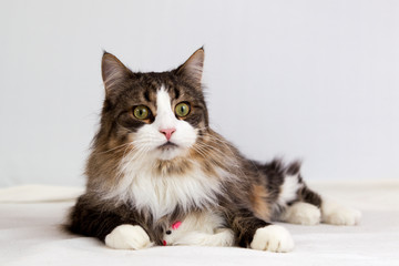 Katze