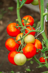 Organic tomatoes on the branches. Growth of ripe tomatoes in the greenhouse. Natural products.
