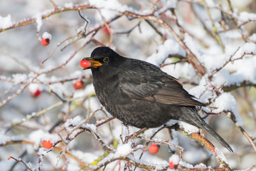 Blackbird with red berries of blueberry in its beak in a park in winter