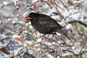 Blackbird with red berries of blueberry in its beak in a park in winter