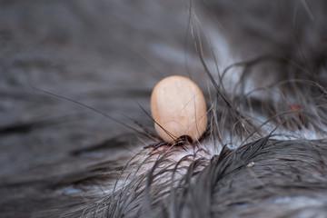 the tick feeding with blood from a cat's skin. Tick attached to the cat skin